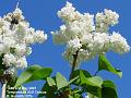 2007-0502lilac